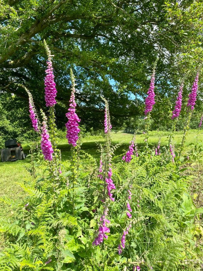 Black Mountains Glamping Hotel Abergavenny Buitenkant foto